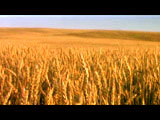 Acana Pet Food Image - Video Link