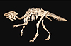 QuickTime VR 3D Dinosaur - Video Link